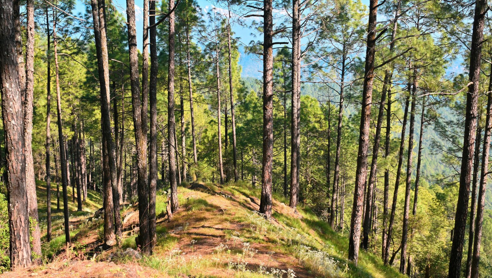 binsar 1