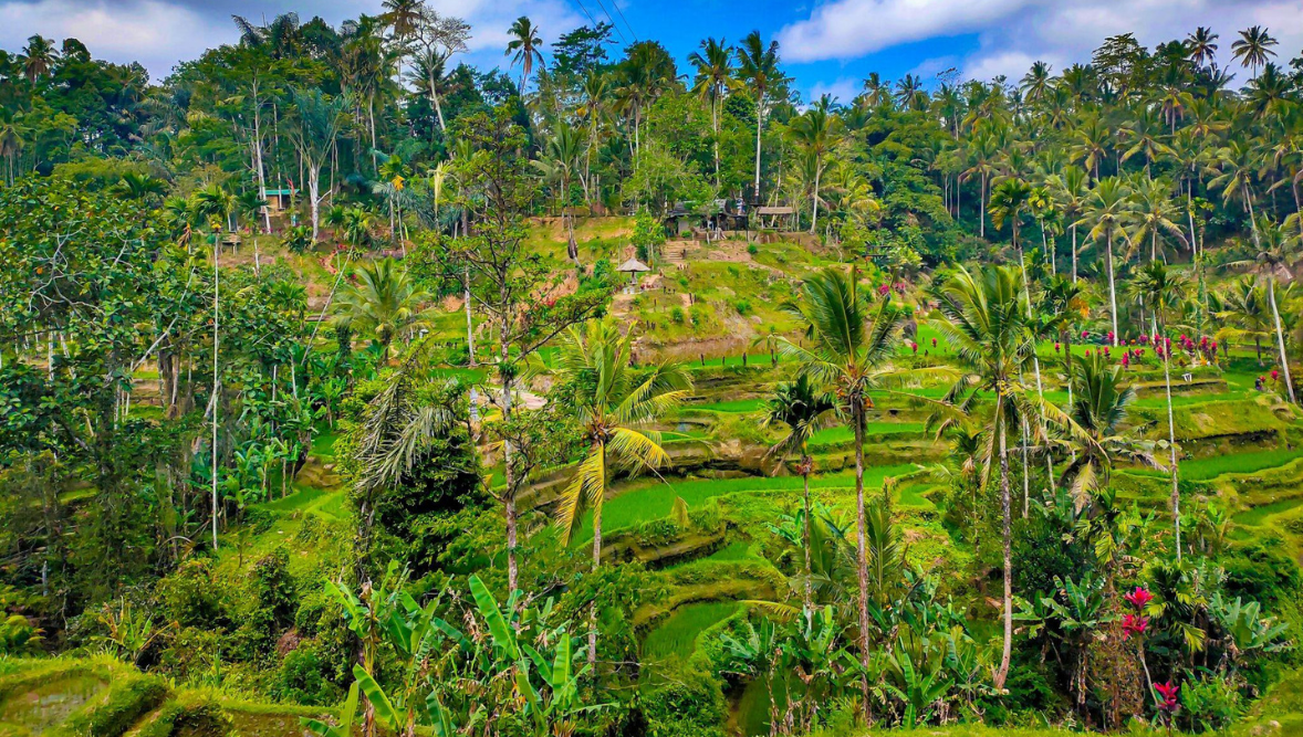bali - 1