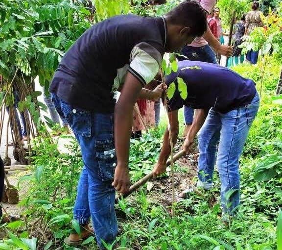 Tree Plantation
