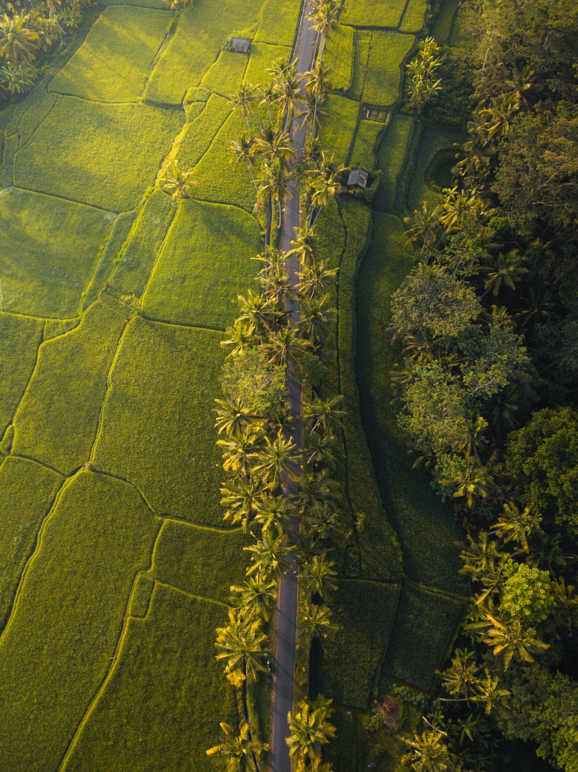 Ubud-style landscape